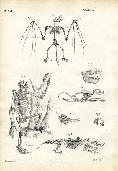 Pipistrello, 1863-79 da Raimundo Petraroja
